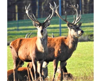 Hc Property - Merlin - Holiday homes with Pet Rooms in Bishop Auckland