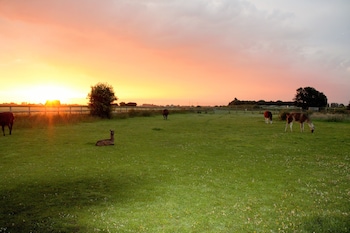 Glamping With Llamas -  with Pet Friendly Rooms in Wisbech